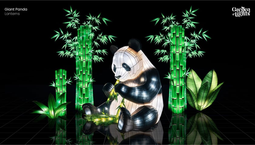 Panda wielka. Jeden z lampionów 3D Garden of Lights "Dzika Azja"