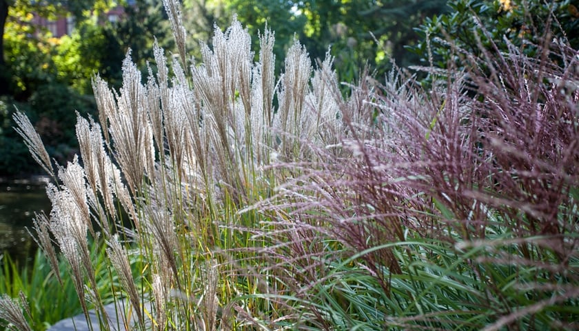 Wrocławski Ogr&oacute;d Botaniczny otwiera się już 1 kwietnia. I to nie prima aprilis.&nbsp;