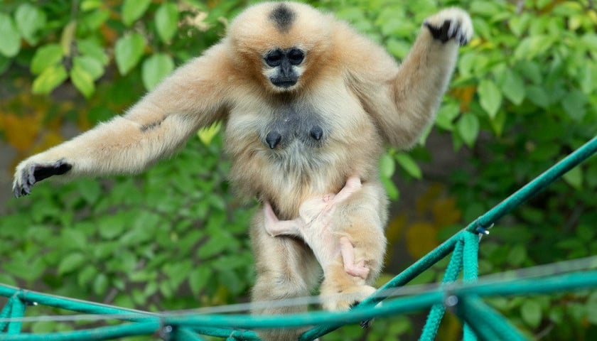 Gibony białopoliczkowe we wrocławskim zoo