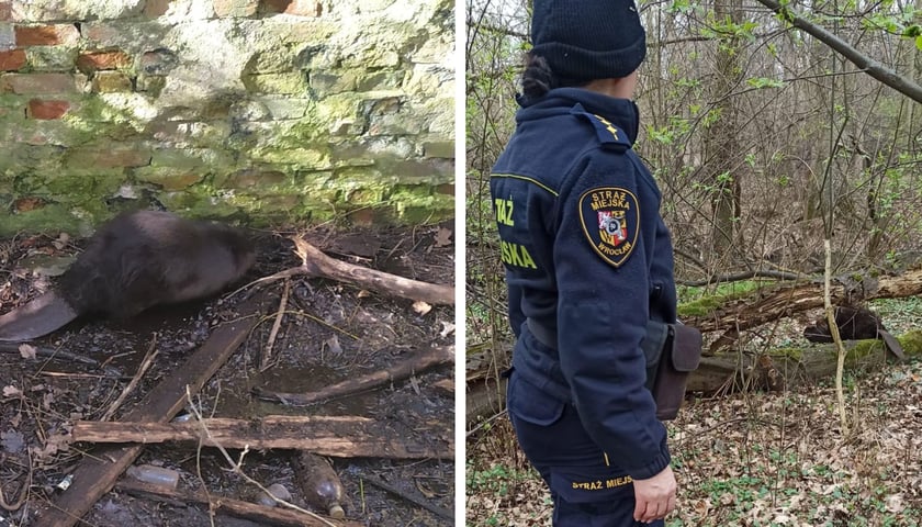 Kolaż dwóch zdjęć. Z lewej: bóbr uwięziony w dziurze piwnicznej po nieistniejącym budynku. Z prawej: bóbr wypuszczony przez Animal Patrol straży miejskiej w naturalnym środowisku.