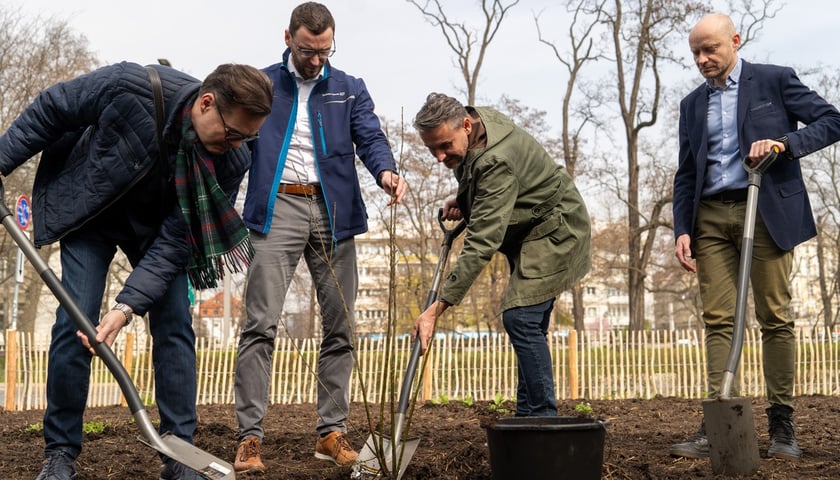Sadzenie lasu kieszonkowego Miyawaki we Wrocławiu, 21.03.2024
