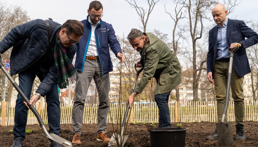 Powiększ obraz: Sadzenie lasu kieszonkowego Miyawaki we Wrocławiu, 21.03.2024