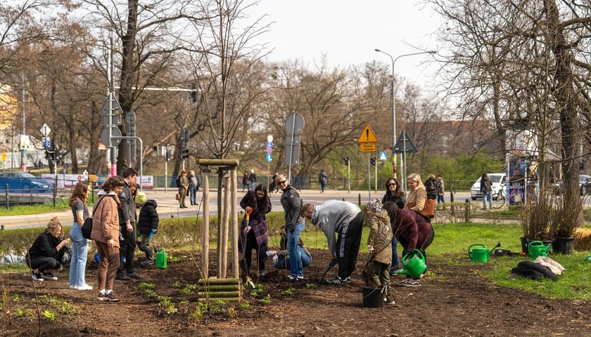 Sadzenie lasu kieszonkowego Miyawaki we Wrocławiu, 21.03.2024