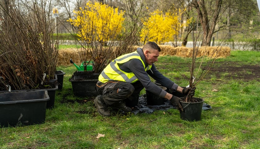 Powiększ obraz: Sadzenie lasu kieszonkowego Miyawaki we Wrocławiu, 21.03.2024