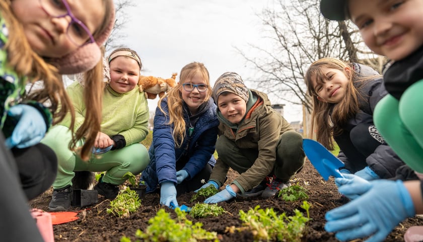 Uczniowie Szkoły Podstawowej nr 71 sadzący las kieszonkowy Miyawaki. Wrocław, 21.03.2024