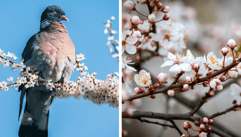 Wiosna na Dolnym Śląsku, z lewej gołąb na gałęzi, obok kwitnące drzewo