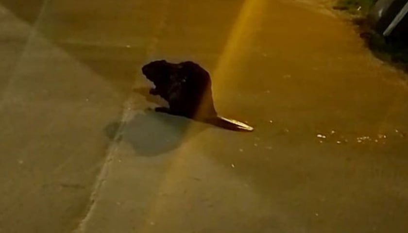 Bóbr na placu Jana Pawła II