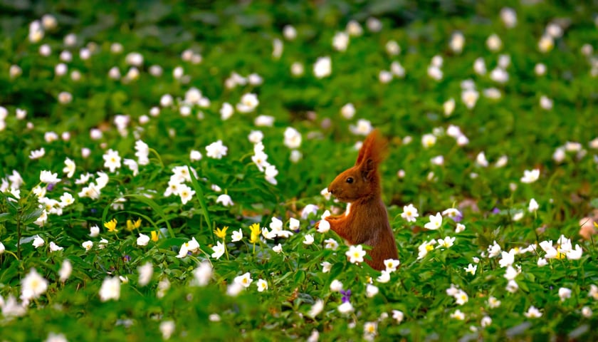 Powiększ obraz: <p>Pozująca ruda modelka. Wiosna w parku Szczytnickim</p>