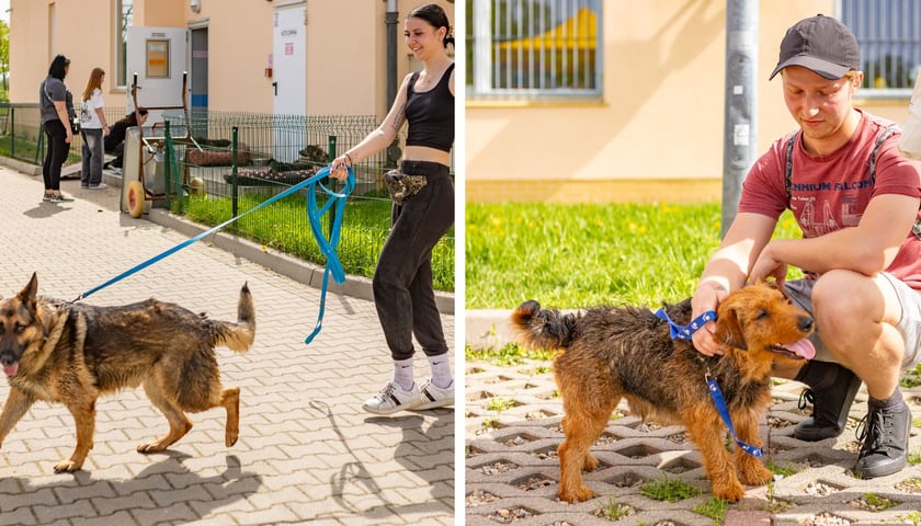 Kolaż dwóch zdjęć – na obydwu psy-podopieczni TOZ Schroniska we Wrocławiu