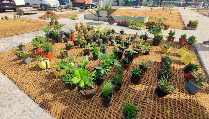 Na Nowym Targu trwa sadzenie 29 gatunków traw i bylin.