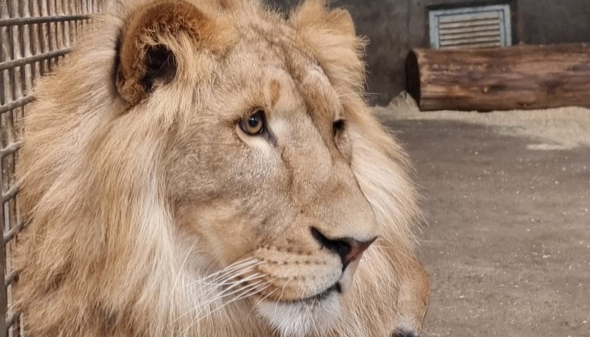 Lew, który zamieszka wkrótce w Lwiarni we wrocławskim zoo