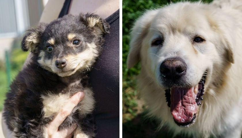 Psy do adopcji z wrocławskiego schroniska - z lewej 2,5-miesięczny szczeniaczek, z prawej Baca, 8-letni podhalan
