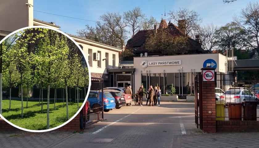 Kolaż dwóch zdjęć. W kółku: młode drzewka (zdjęcie ilustracyjne). W tle - parking Regionalnej Dyrekcji Lasów Państwowych we Wrocławiu przy ul. Grunwaldzkiej 90.