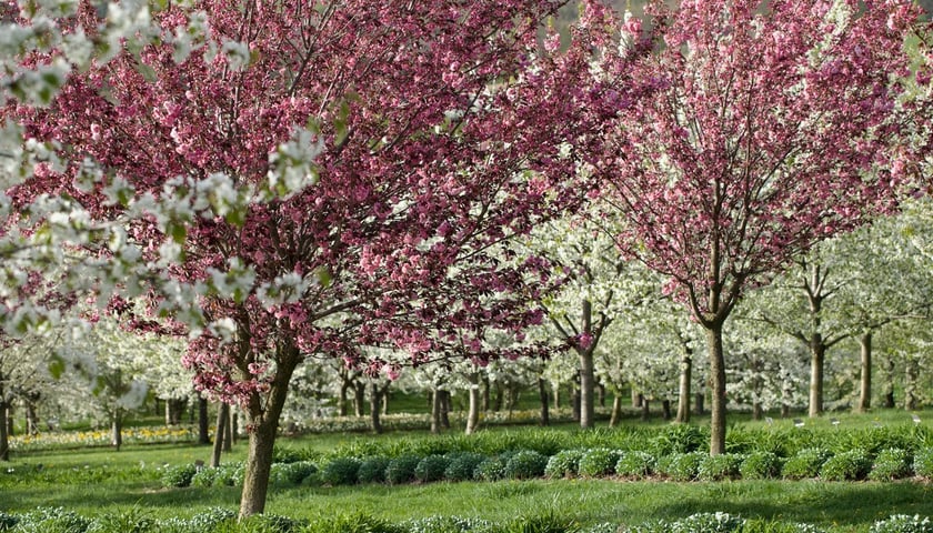 Arboretum Wojsławice. Pełnia kwitnienia sadu czereśniowego oraz wiśni piłkowanej