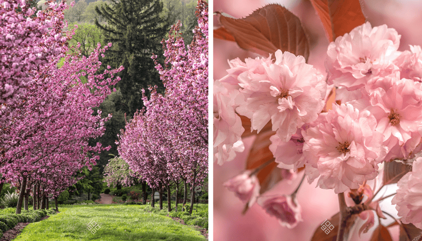 Pełnia kwitnienia wiśni piłkowanej w Arboretum Wojsławice