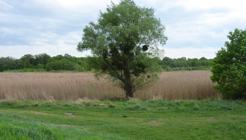 Jezioro Leśne