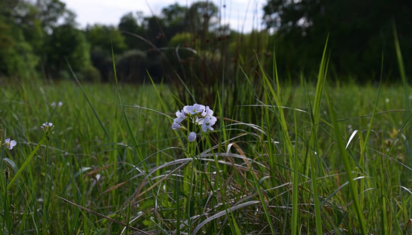 Las Strachociński, Czosnkowa Polana