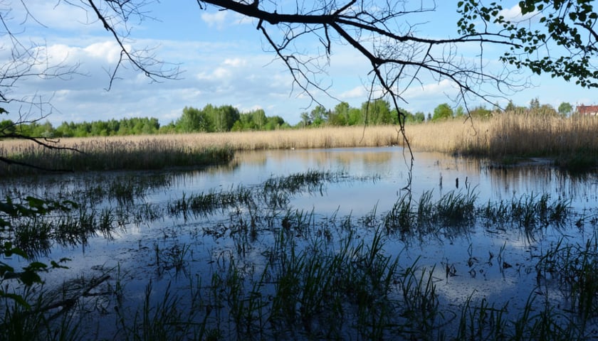 Las Strachociński, Leśne Jezioro