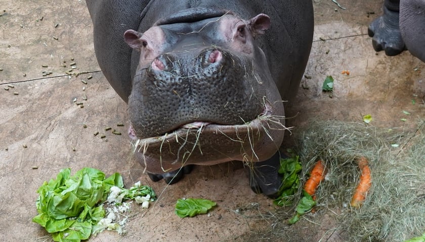 Żywienie zwierząt w zoo to ogromne przedsięwzięcie. Na zdjęciu hipopotam podczas posiłku