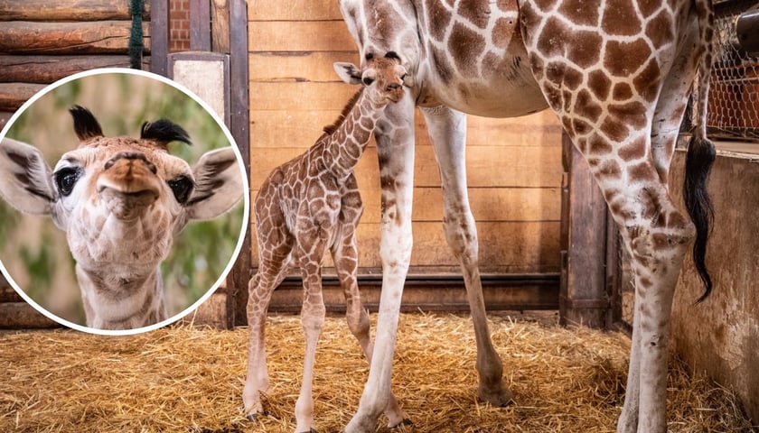 Całuśna od urodzenia. Zobaczcie malutką żyrafę z zoo Wrocław. To jej pierwsza sesja [ZDJĘCIA] 