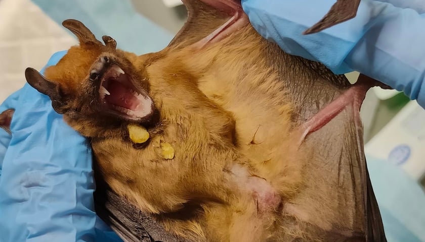 Nietoperz pod opieką Ekostraży