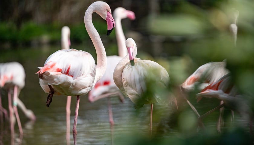 Powiększ obraz: We wrocławskim zoo mieszka stado 52 flamingów