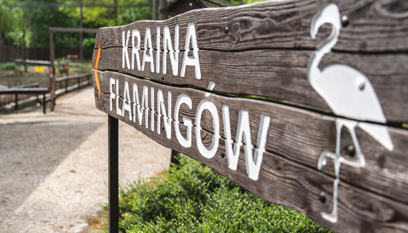 Nowy wybieg i pawilon dla flamingów w zoo Wrocław