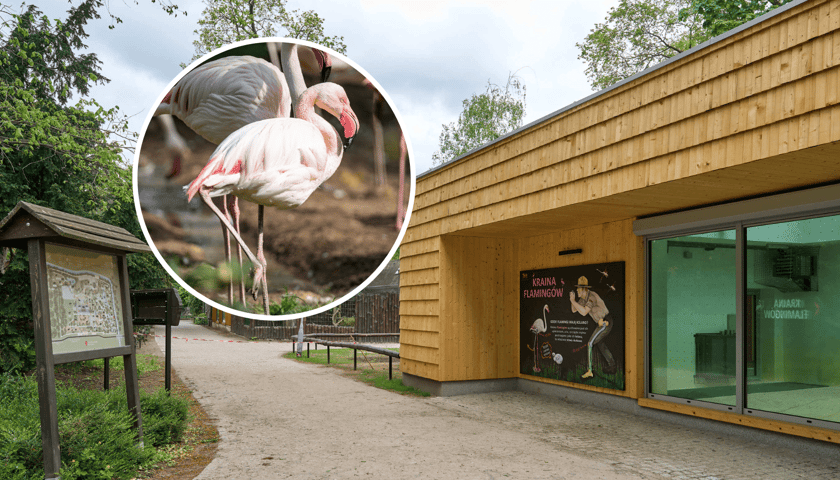 Nowy wybieg i pawilon dla flamingów w zoo Wrocław, w kółku na środku - flaming