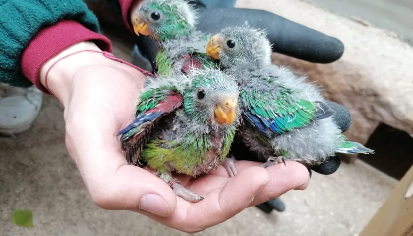 Papużki ostrosterne wykluły się we wrocławskim zoo (na zdjęciu 3 maluchy na dłoni)