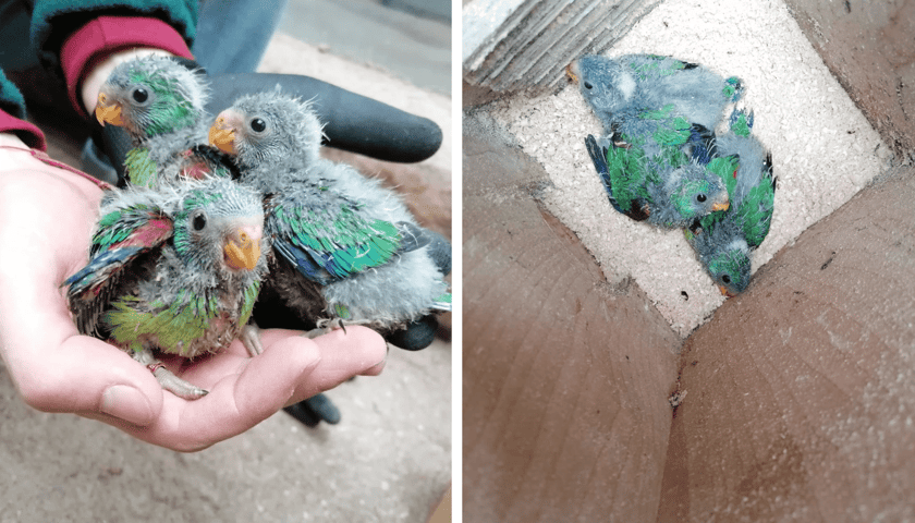 Papużki ostrosterne w zoo Wrocław