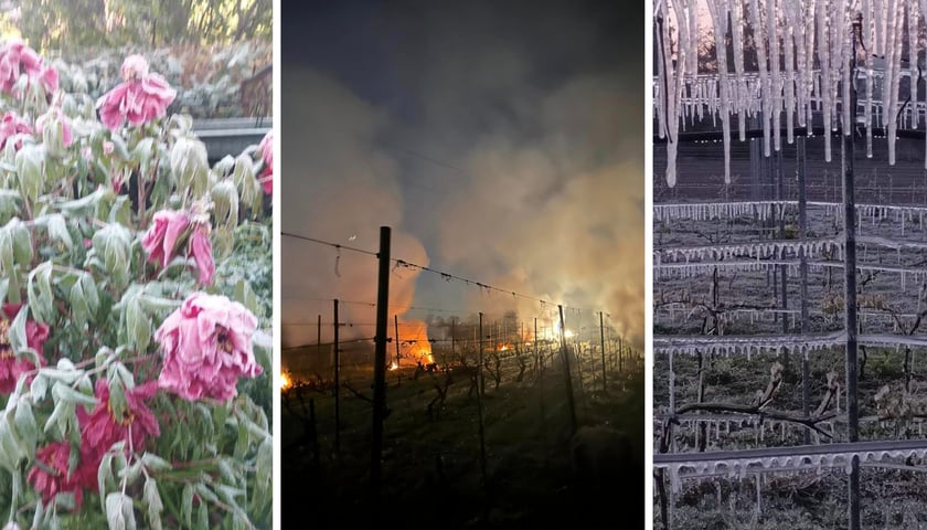 Kolaż trzech zdjęć: piwonia drzewiasta zniszczona mrozem, ogniska między krzewami winogron, sople w winnicy