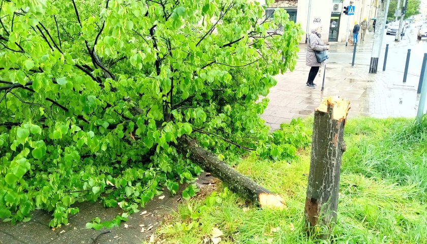 Wycięte drzewo przy ul. Powstańców Śląskich