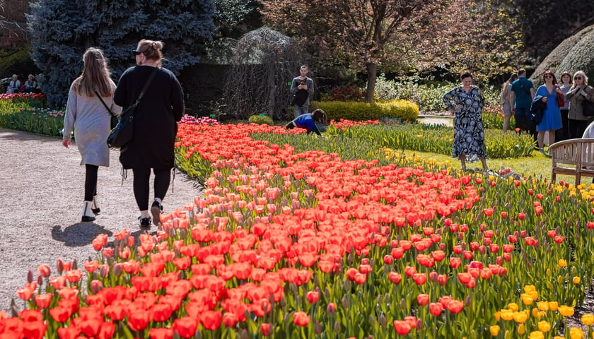 Tulipany i zwiedzający w Ogrodzie Botanicznym