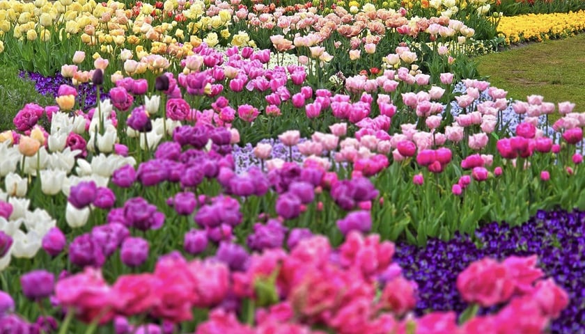 Powiększ obraz: <p>Tulipany w Ogrodzie Botanicznym UWr</p>