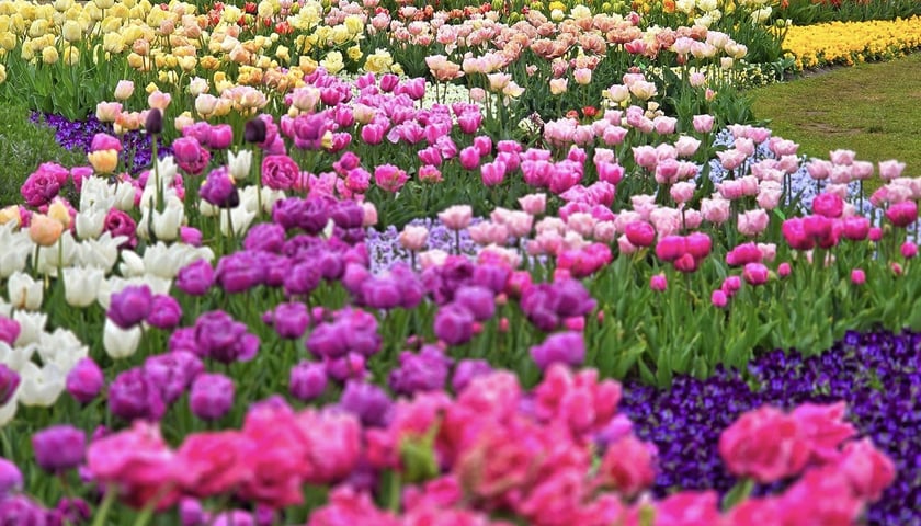 <p>Tulipany w Ogrodzie Botanicznym UWr</p>