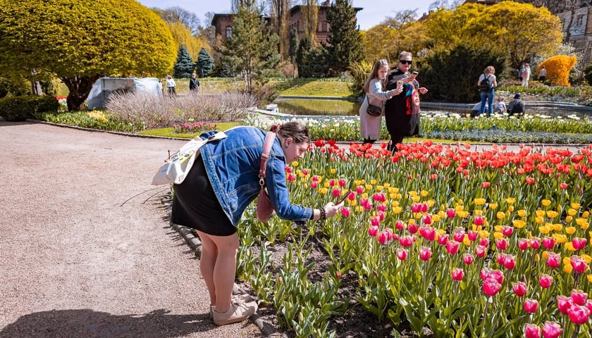 Powiększ obraz: <p>Tulipany i zwiedzający w Ogrodzie Botanicznym UWr</p>