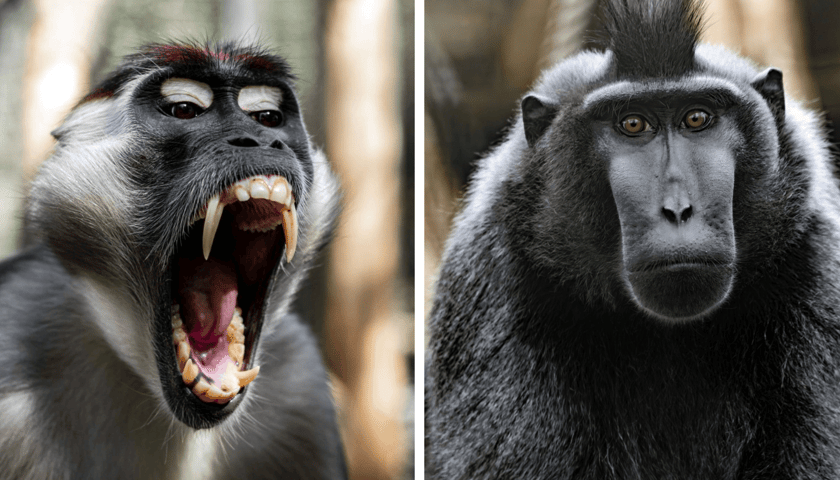 Od lewej mangaba rudoczelna - Zgredek, obok makak czubaty - Manado z wrocławskiego ZOO