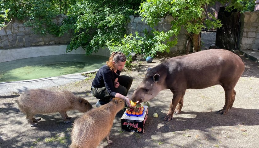 <p>Tapir Sara obchodzi 27 kwietnia swoje święto. Towarzyszą jej opiekunka Pani Agata Kociołek i dwie kapibary</p>