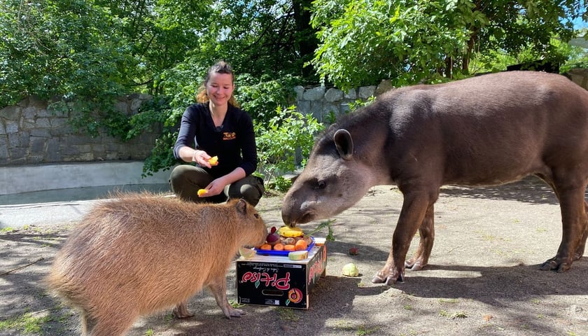 Na zdjęciu tapir Sara i dwie kapibary świętują z opiekunką, Panią Agatą Kociołek, Światowy Dzień Tapira specjalnymi smakołykami