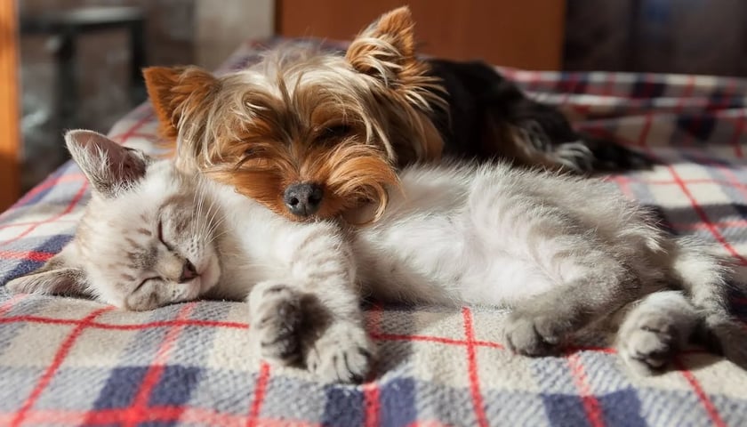 Gdzie można bezpłatnie czipować (znakować) psy i koty we Wrocławiu? Na zdjęciu przytulone i śpiące: mały kotek i piesek