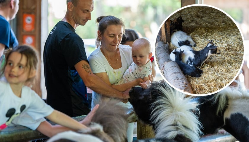 Dzieciniec Zwierzęcy w Zoo Wrocław po ponownym otwarciu / zwiedzający głaszczą zwierzaki, w kółeczku mała kózka