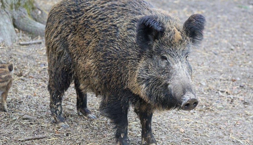 ASF w powiecie wrocławskim. Wirus może atakować dziki i świnie.