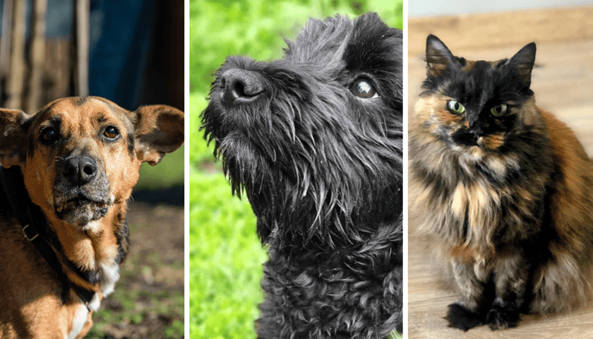 Kolaż trzech zdjęć przedstawiających zwierzęta do adopcji, dwa psy i kota
