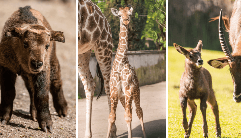 Kolaż trzech zdjęć: maluchy z wrocławskiego zoo: takin złoty, żyrafa i kob