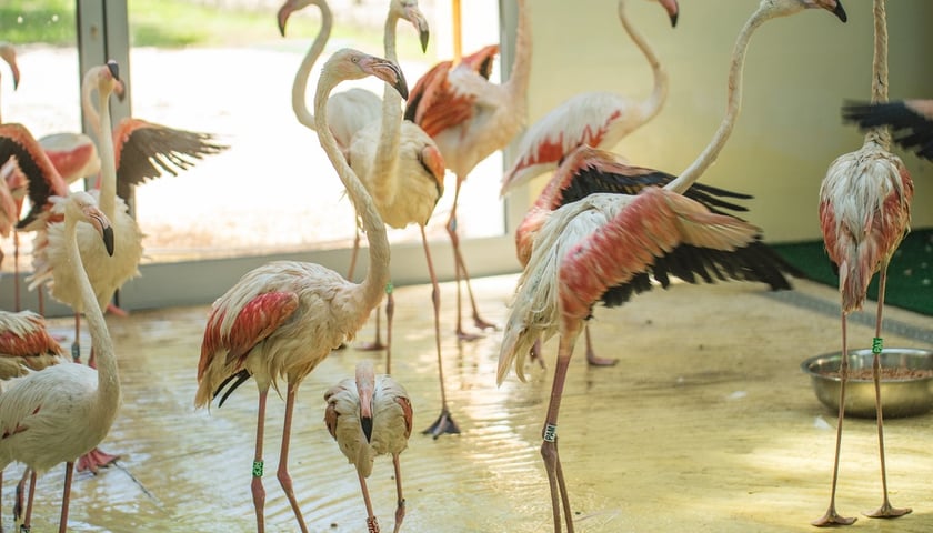 Przeprowadzka flamingów