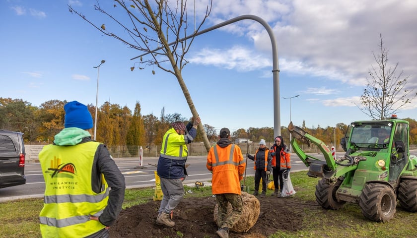 Zdjęcie archiwalne z listopada 2023 r. z sadzenia drzew na ul. Kosmonautów. Wtedy w pasie między jezdniami stworzono szpaler złożony z klonów. 