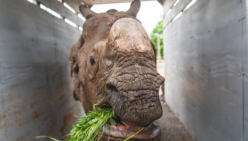 Nosorożec Manas w skrzyni, którą jedzie z zoo we Wrocławiu do zoo w Hiszpanii