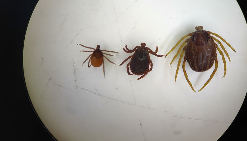 Od lewej polskie kleszcze, czyli kleszcz pospolity i kleszcz łąkowy , dalej afrykański kleszcz z rodzaju Hyalomma (Monster tick).