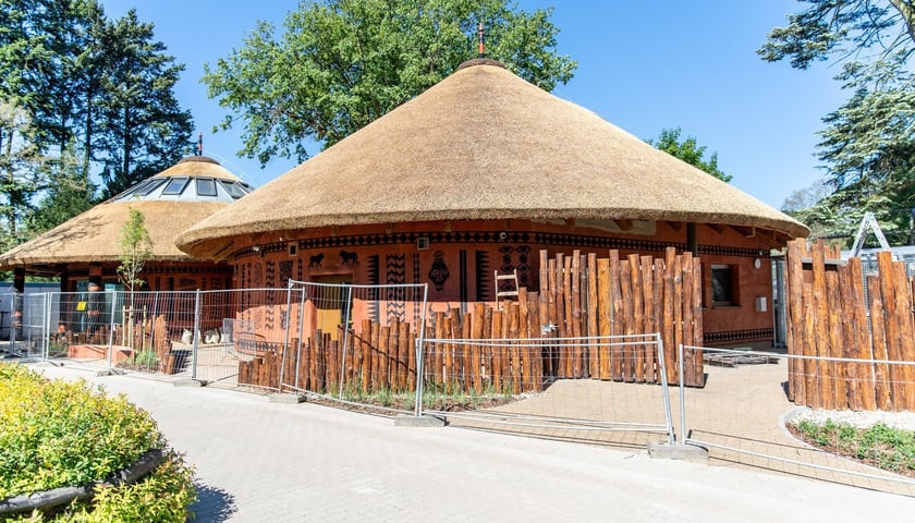 Budowa nowej lwiarni we wrocławskim Zoo na ostatniej prostej
