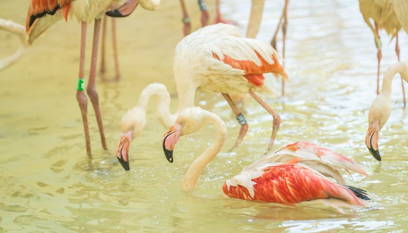 Nowy dom flamingów